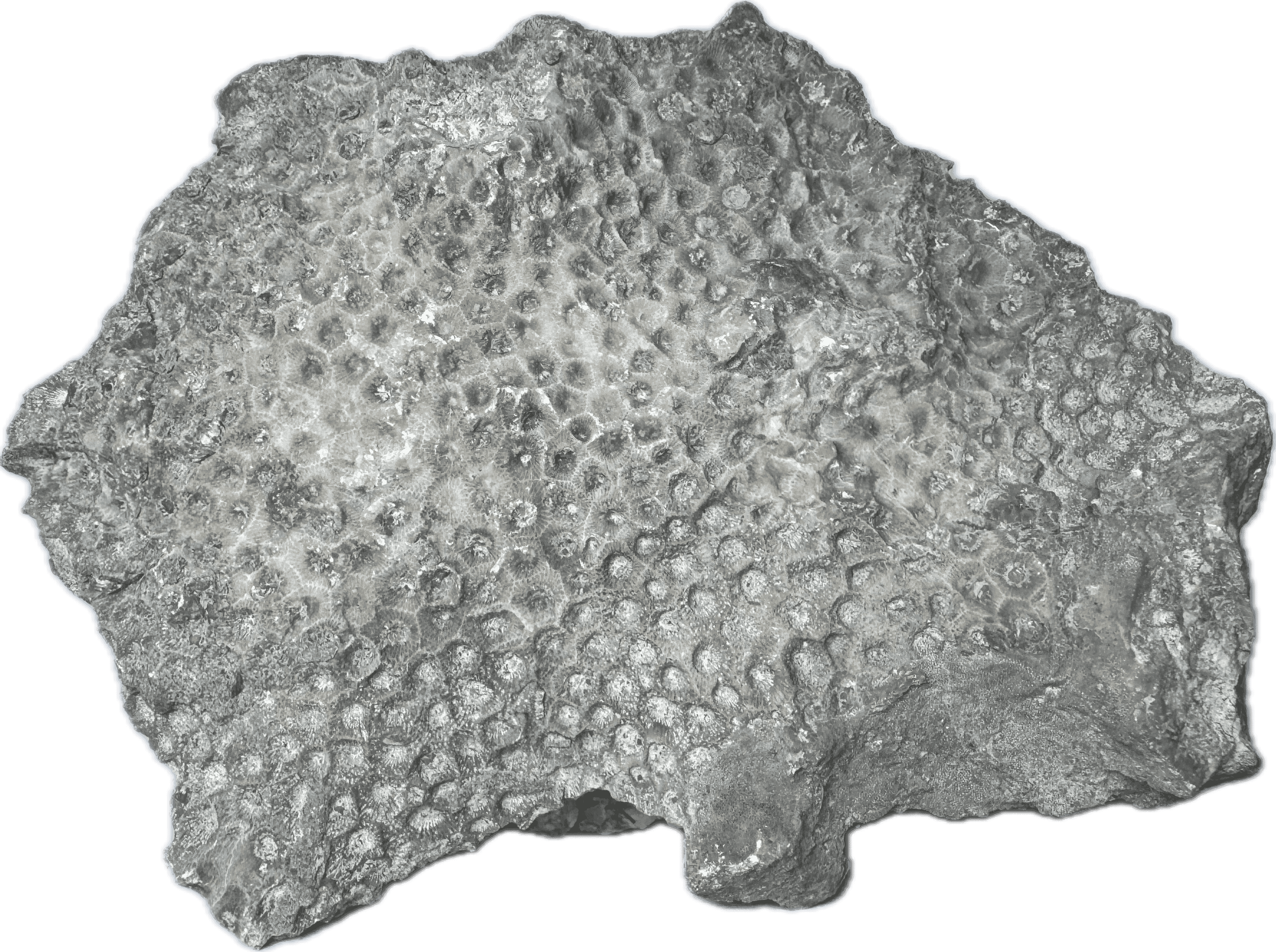 Raw Michigan Petoskey Fossil
