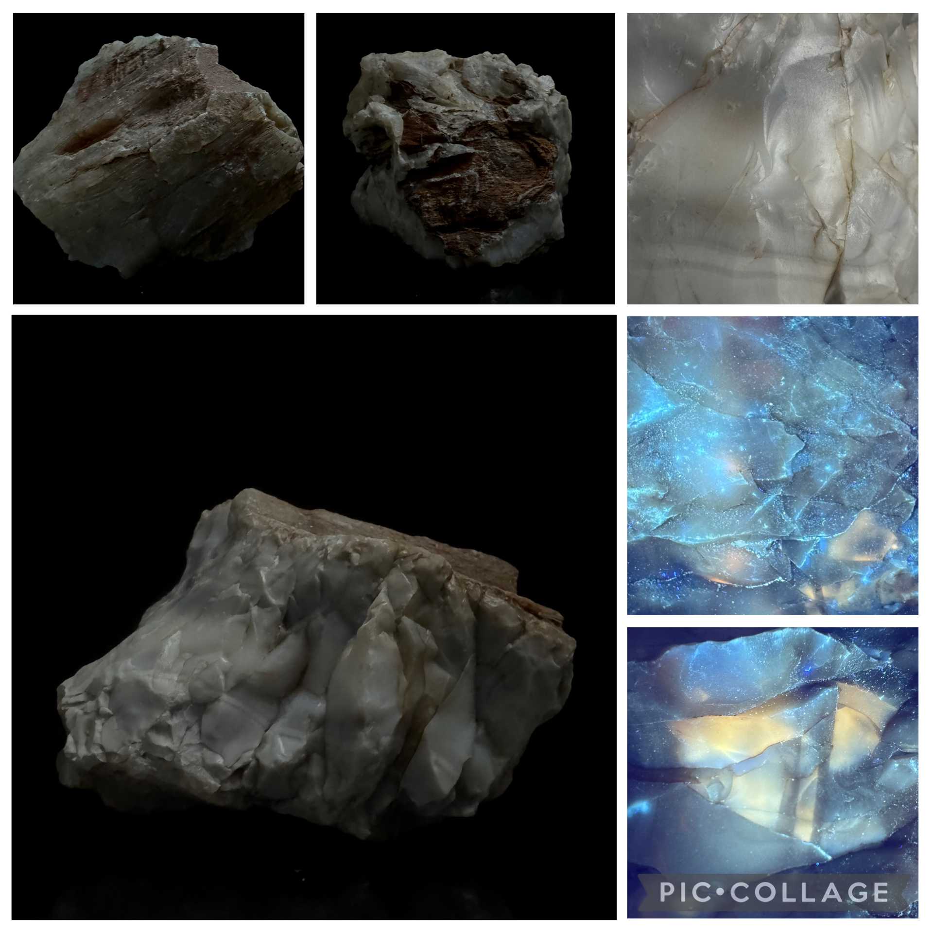 Oregon Petrified wood 