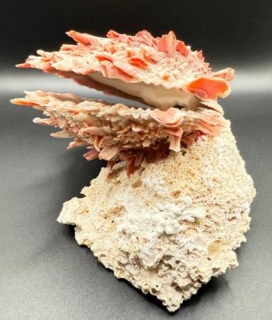 Spondylus Barbatus Spiny Oyster