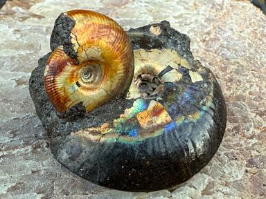 Ammonite