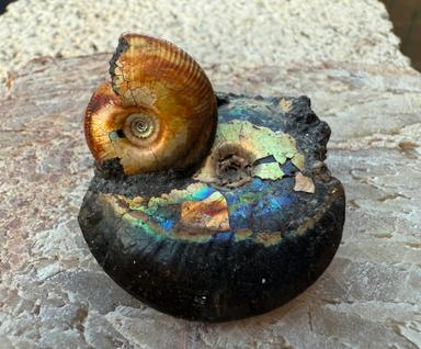 Ammonite