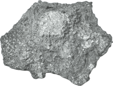 Raw Michigan Petoskey Fossil