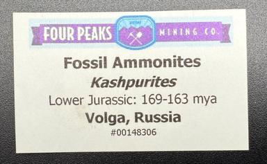 Ammonite