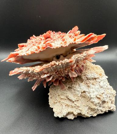 Spondylus Barbatus Spiny Oyster