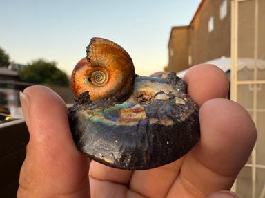 Ammonite