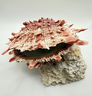 Spondylus Barbatus Spiny Oyster