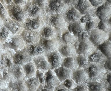 Raw Michigan Petoskey Fossil