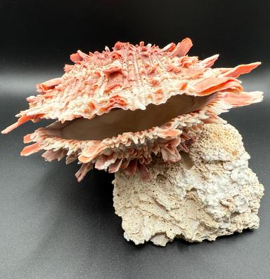 Spondylus Barbatus Spiny Oyster