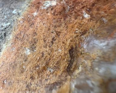 Maury Mountain Moss Agate