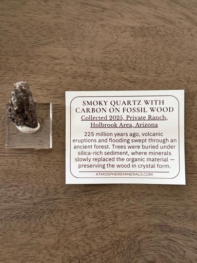 Smoky Quartz with Carbon on Fossil Wood