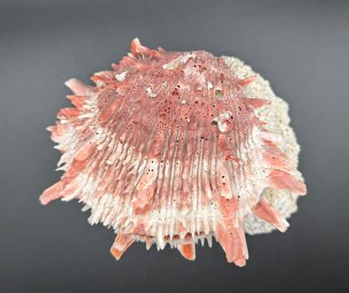 Spondylus Barbatus Spiny Oyster