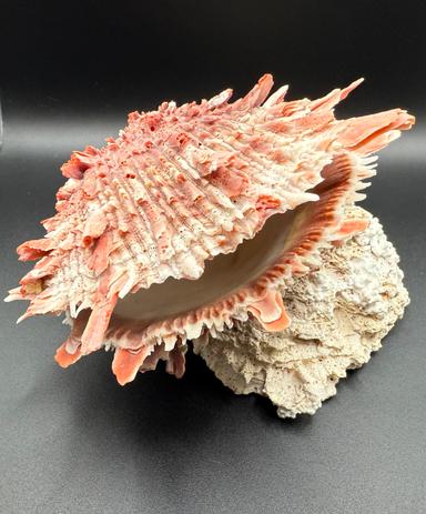 Spondylus Barbatus Spiny Oyster