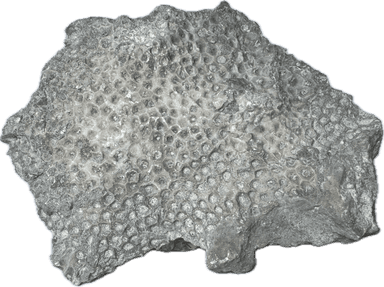 Raw Michigan Petoskey Fossil