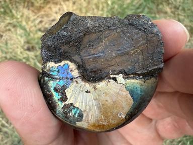 Ammonite