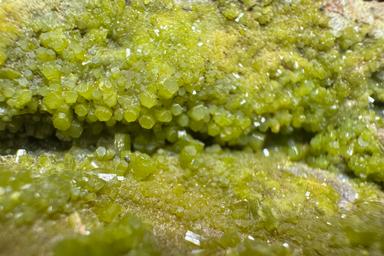 DRC Pyromorphite on host matrix 