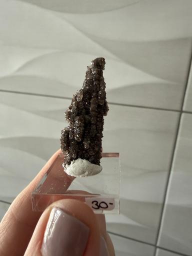 Smoky Quartz with Carbon on Fossil Wood